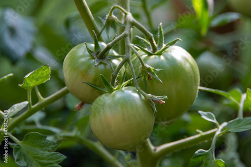 Φωτογραφία A bunch of unripe large green tomatoes hanging on a vine ripening being held up