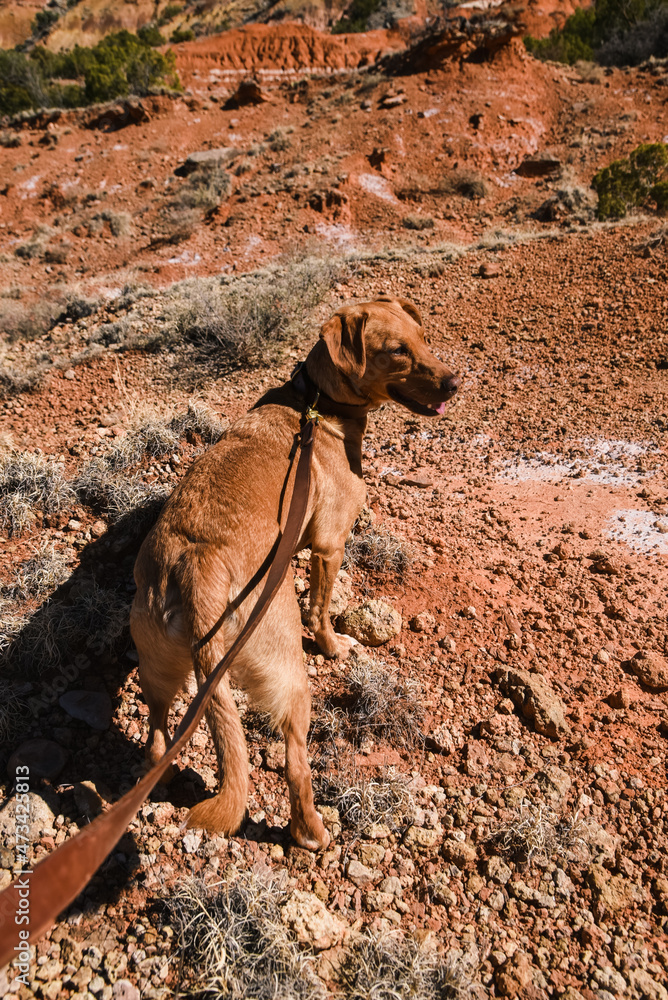 Dog at Palo Duro Canyon in North Texas Dog at Palo Duro Canyon in North Texas