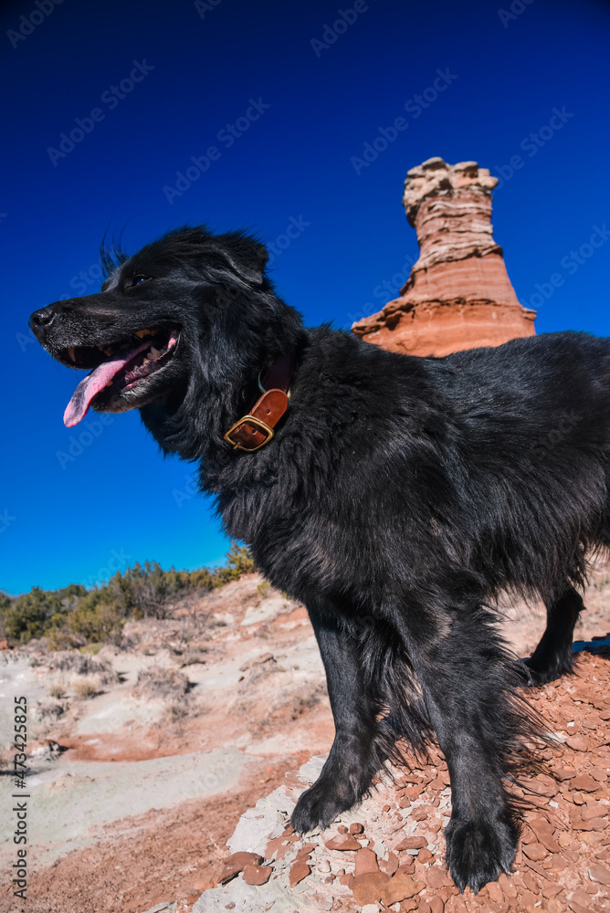 Dog at Palo Duro Canyon in North Texas Dog at Palo Duro Canyon in North Texas