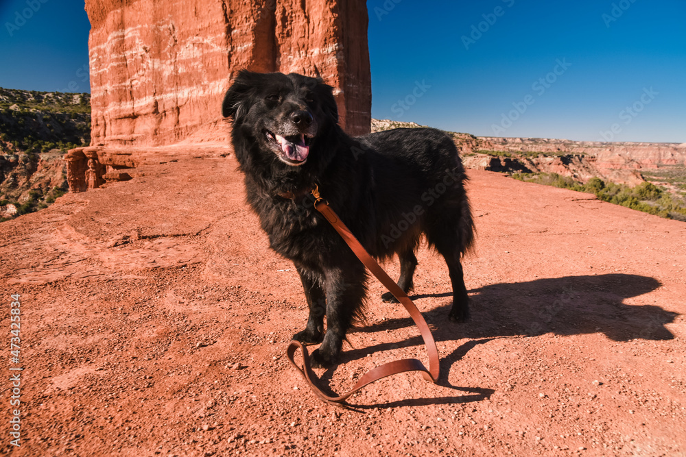 Dog at Palo Duro Canyon in North Texas Dog at Palo Duro Canyon in North Texas