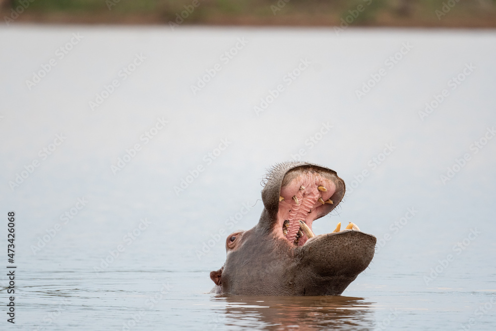 Fototapeta premium Hippo yawning in a lake