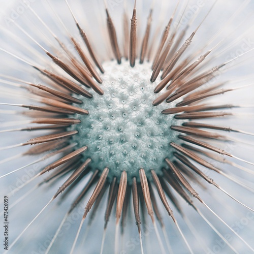 dandelion flower seed in springtime, abstract background