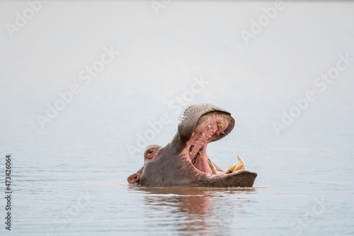 Hippo yawning in a lake