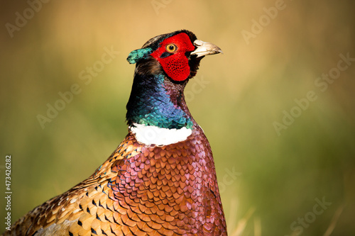 A colourful male pheasant posing on farmland