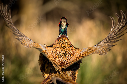 A colourful male pheasant displaying on farmland photo