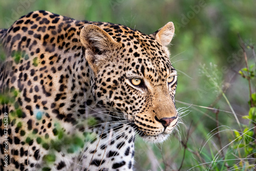 Portrait of leopard in Sabi Sand © Tony Campbell