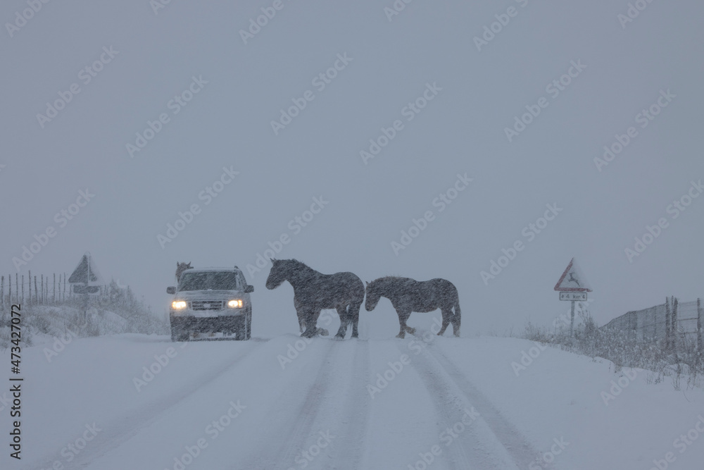 horses in the middle of snowy road in a snowfall horses in the middle of snowy road in a snowfall