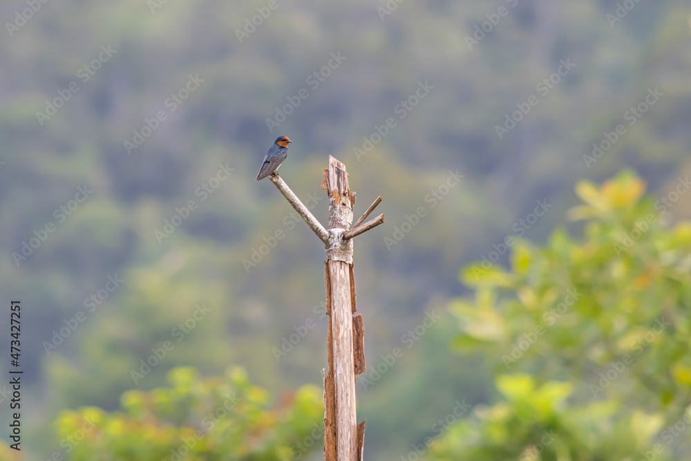 single small asian pacific swallow bird on dry old tree with blur background