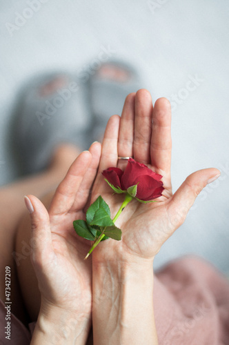 Rose in open palms of the girl. photo