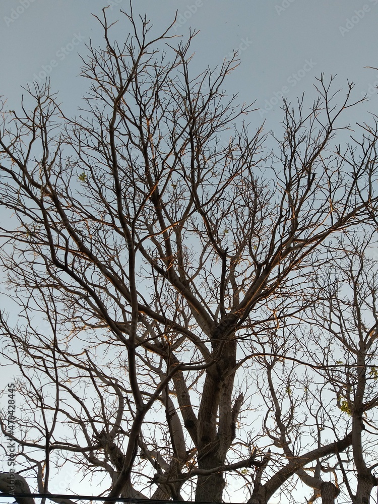 tree in winter tree in winter