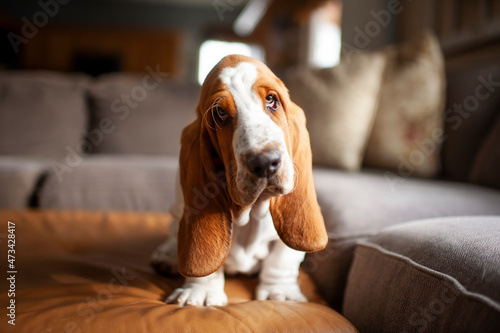 Basset Hound puppy dog sits on couch at home with cute expression