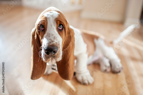 Adorable Basset Hound puppy sits with cute expression in pretty light