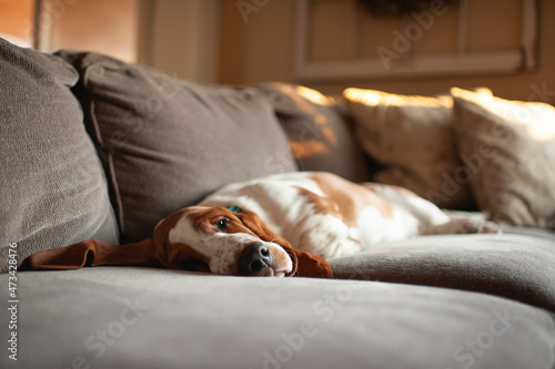 Tired Basset hound puppy with long ears lays on the couch at home