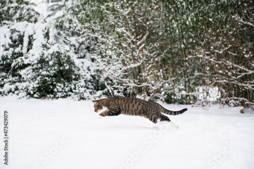 Housecat playing in the winter snow