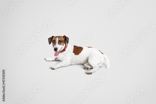 Funny happy dog having fun on a background.