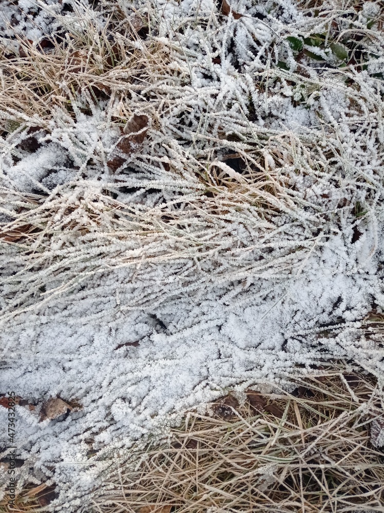 First snow on green grass, winter is coming First snow on green grass, winter is coming