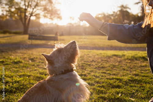 A dog plays with its owner in the city park of Buenos Aires