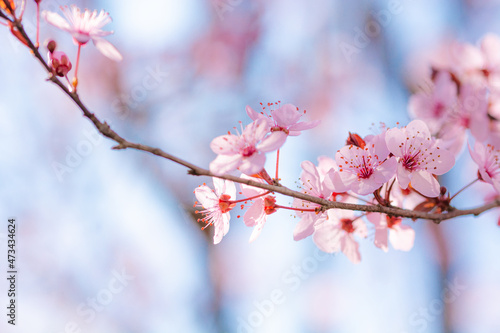 Macro photo of almond blossoms photo