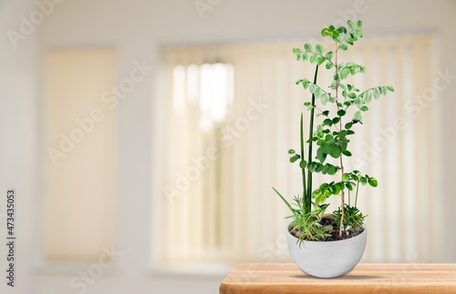 A plant flower in a ceramic pot stands on the table at home.