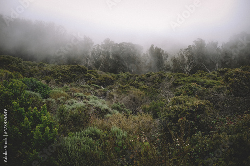 Early Morning Fog and mist settle on coastal woods
