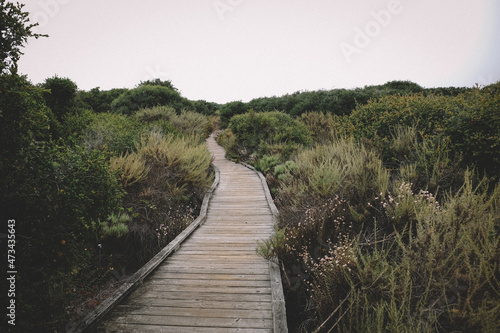 Wallpaper Mural Wooden Walkway leads through elfin forest Torontodigital.ca