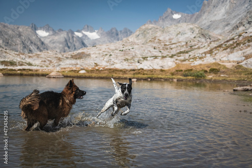 Playful dogs in lake against mountains photo