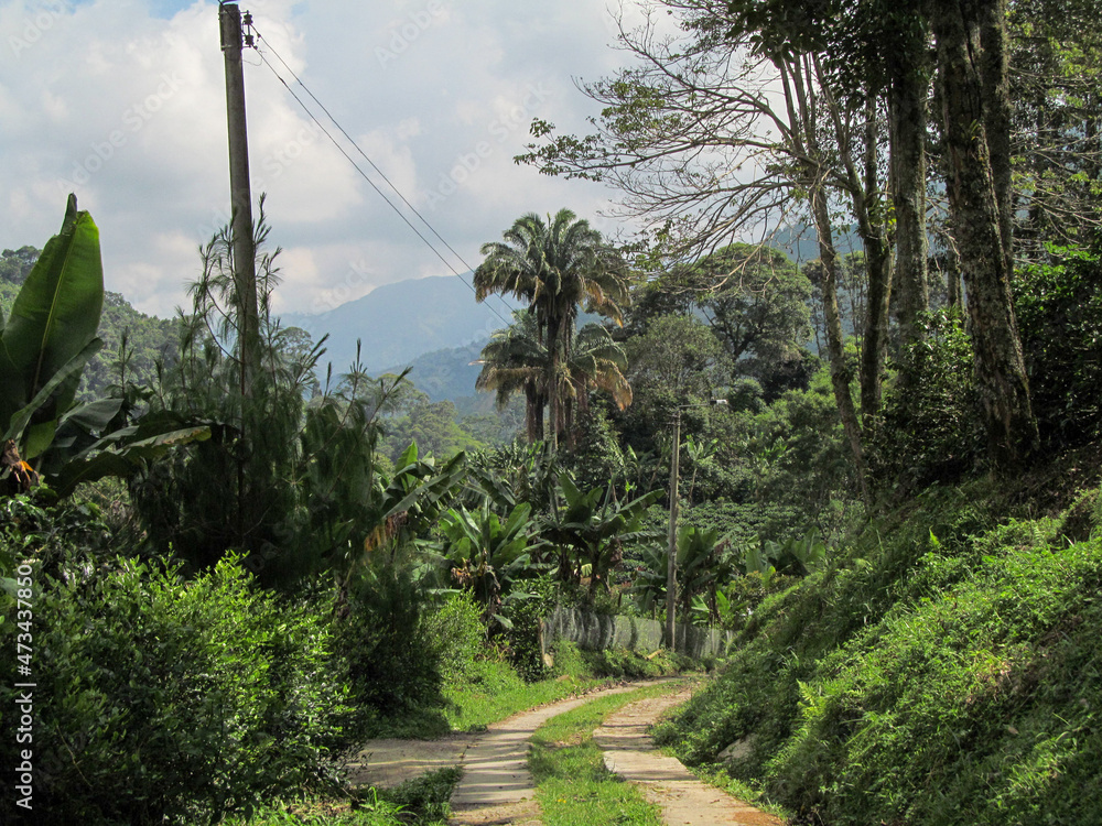 Obraz premium trees in the garden