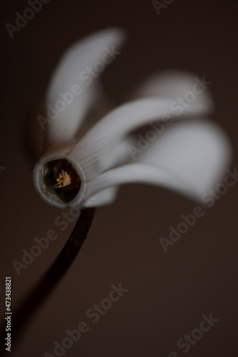 White flower blossom close up background cyclamen hederifolium family primulaceae high quality big size prints