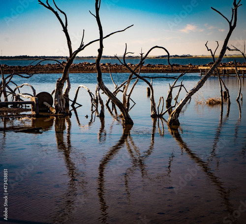 Arboles bajo agua