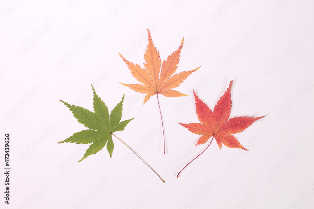 白背景のモミジの押し葉