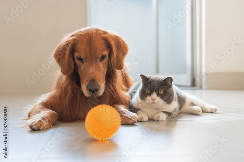 Photography British Shorthair and Golden Retriever looking at toy ball