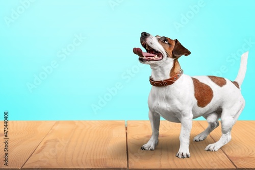 Happy cute dog posing on the background