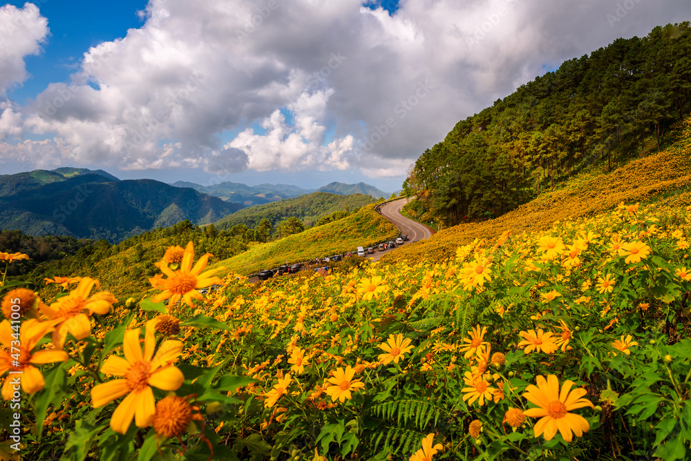 yellow mexican sunflower field on the hill yellow mexican sunflower field on the hill
