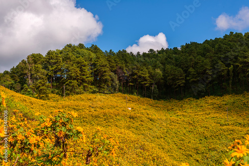 yellow mexican sunflower field on the hill