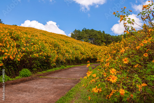 yellow mexican sunflower field on the hill
