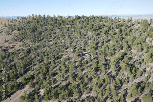 Trees of forest view from above in hot air balloon