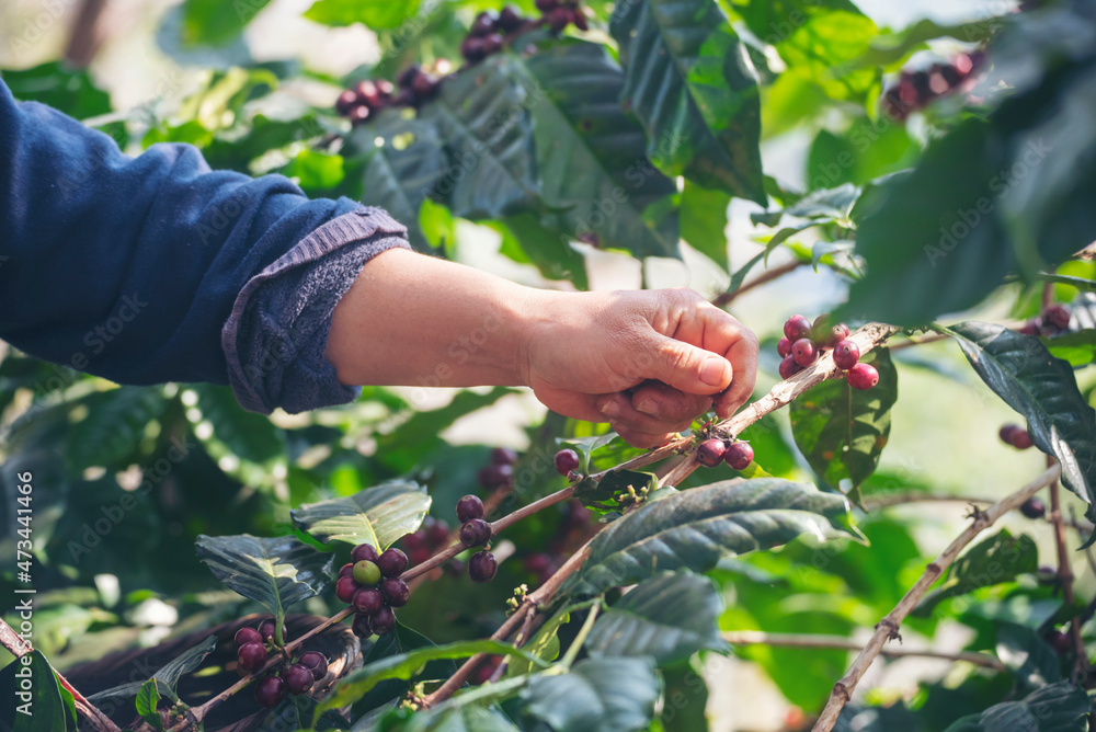 Man Hands harvest coffee bean ripe Red berries plant fresh seed coffee tree growth in green eco organic farm. Close up hands harvest red ripe coffee seed robusta arabica berry harvesting coffee farm Man Hands harvest coffee bean ripe Red berries plant fresh seed coffee tree growth in green eco organic farm. Close up hands harvest red ripe coffee seed robusta arabica berry harvesting coffee farm