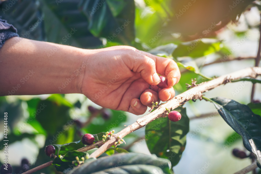 Man Hands harvest coffee bean ripe Red berries plant fresh seed coffee tree growth in green eco organic farm. Close up hands harvest red ripe coffee seed robusta arabica berry harvesting coffee farm Man Hands harvest coffee bean ripe Red berries plant fresh seed coffee tree growth in green eco organic farm. Close up hands harvest red ripe coffee seed robusta arabica berry harvesting coffee farm