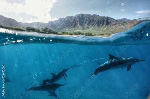 Wild Spinner Dolphins in Hawaii 