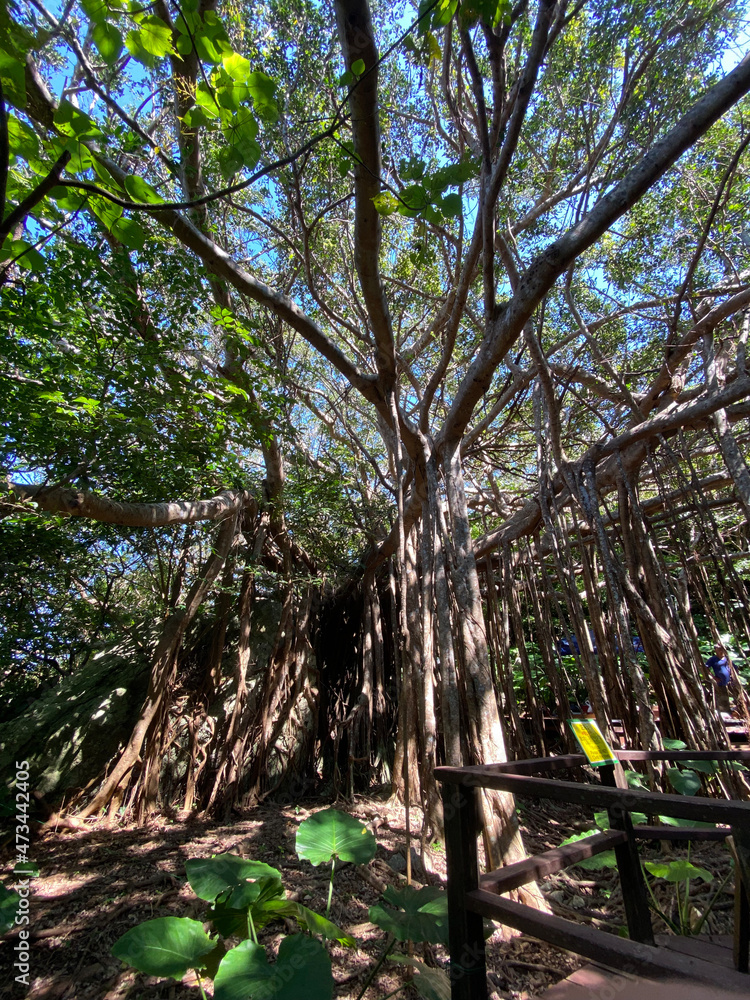 Obraz premium trees in the park
