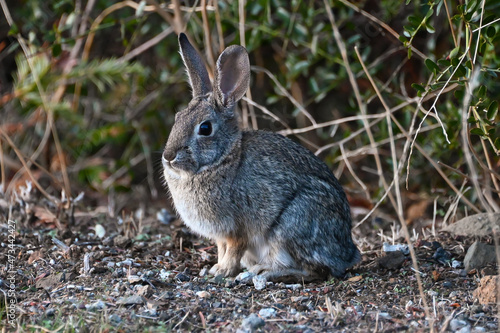 Rabbit in Serrano Valley, Point Mugu State Park, Santa Monica Mountains