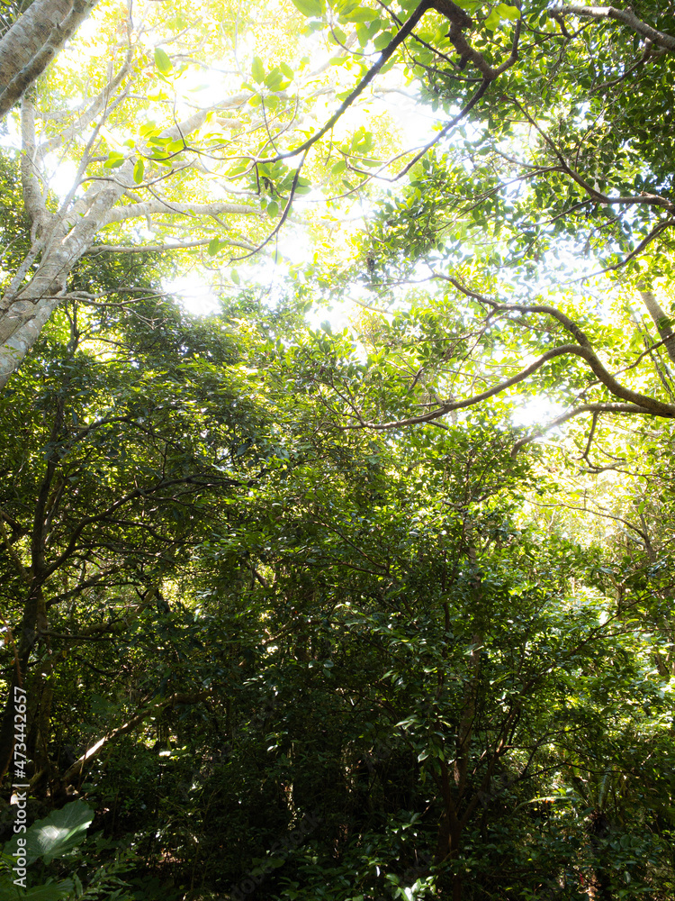 Fototapeta premium sun shining through the trees