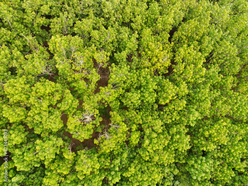 Aerial view forest tree environment forest nature background  Texture of green tree top view forest from above  Rubber plantations with rubber tree agriculture