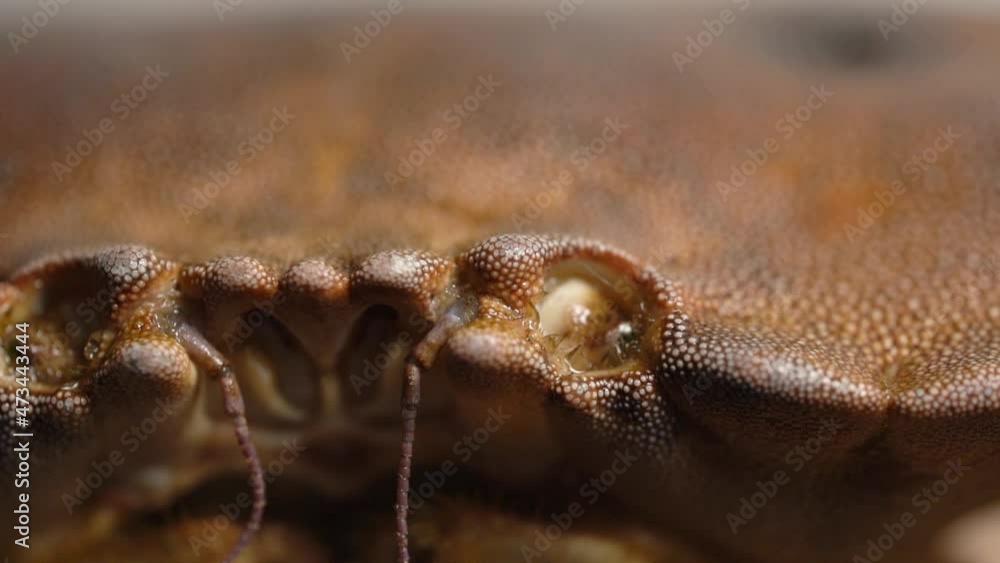 Freshly Caught Brown Edible Crab, eye and shell details - Macro Shot Freshly Caught Brown Edible Crab, eye and shell details - Macro Shot