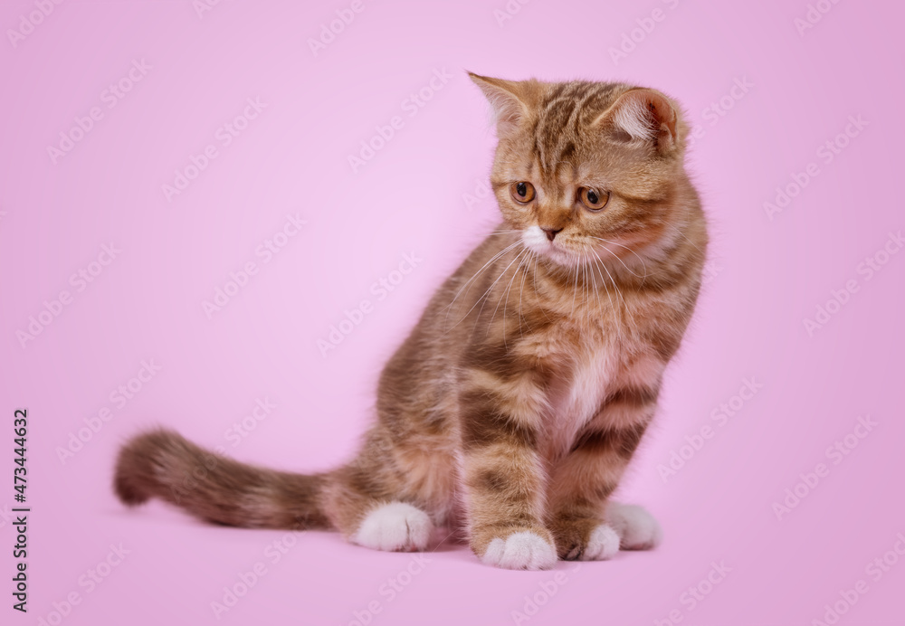 Obraz premium kitten looking down on pink background.