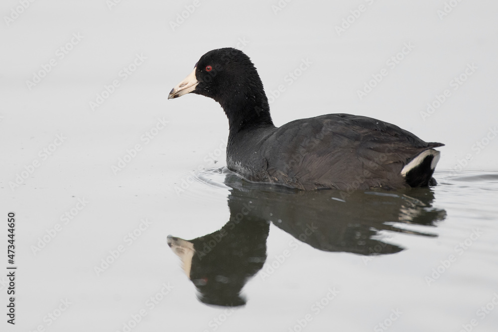 An American Coot waterfowl bird swimming in the water An American Coot waterfowl bird swimming in the water