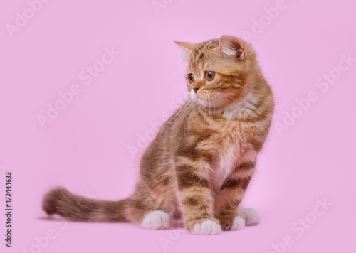 Fototapeta Naklejka Na Ścianę i Meble -  kitten looking on pink background.