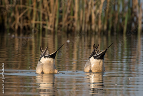 Two Northern Pintail drake ducks bobbing with heads underwater and tails up.
