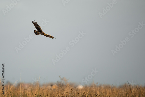 Northern harrier hawk flying over wetlands hunting for prey