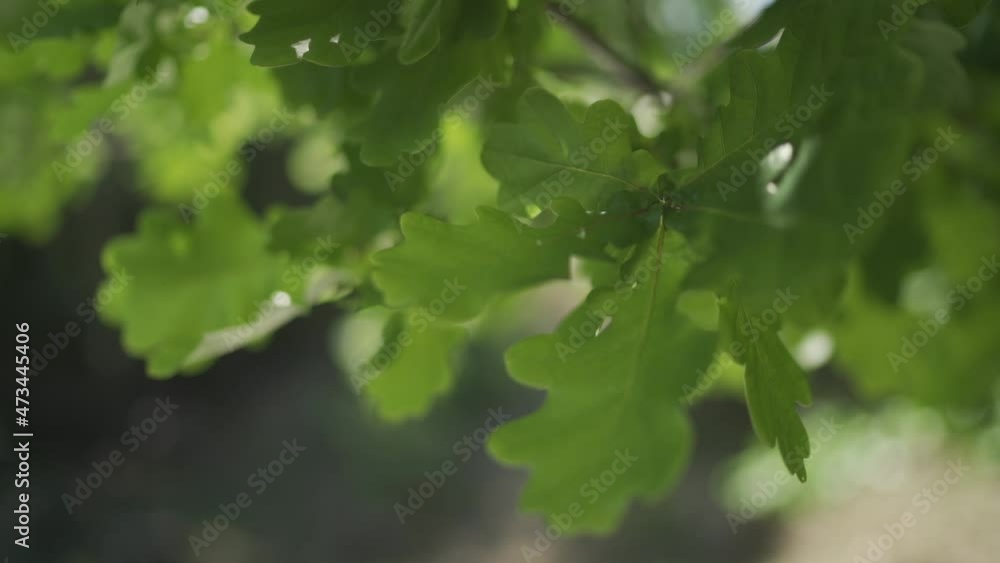 Close up shot of beautiful green leaves blowing in the calm wind Close up shot of beautiful green leaves blowing in the calm wind